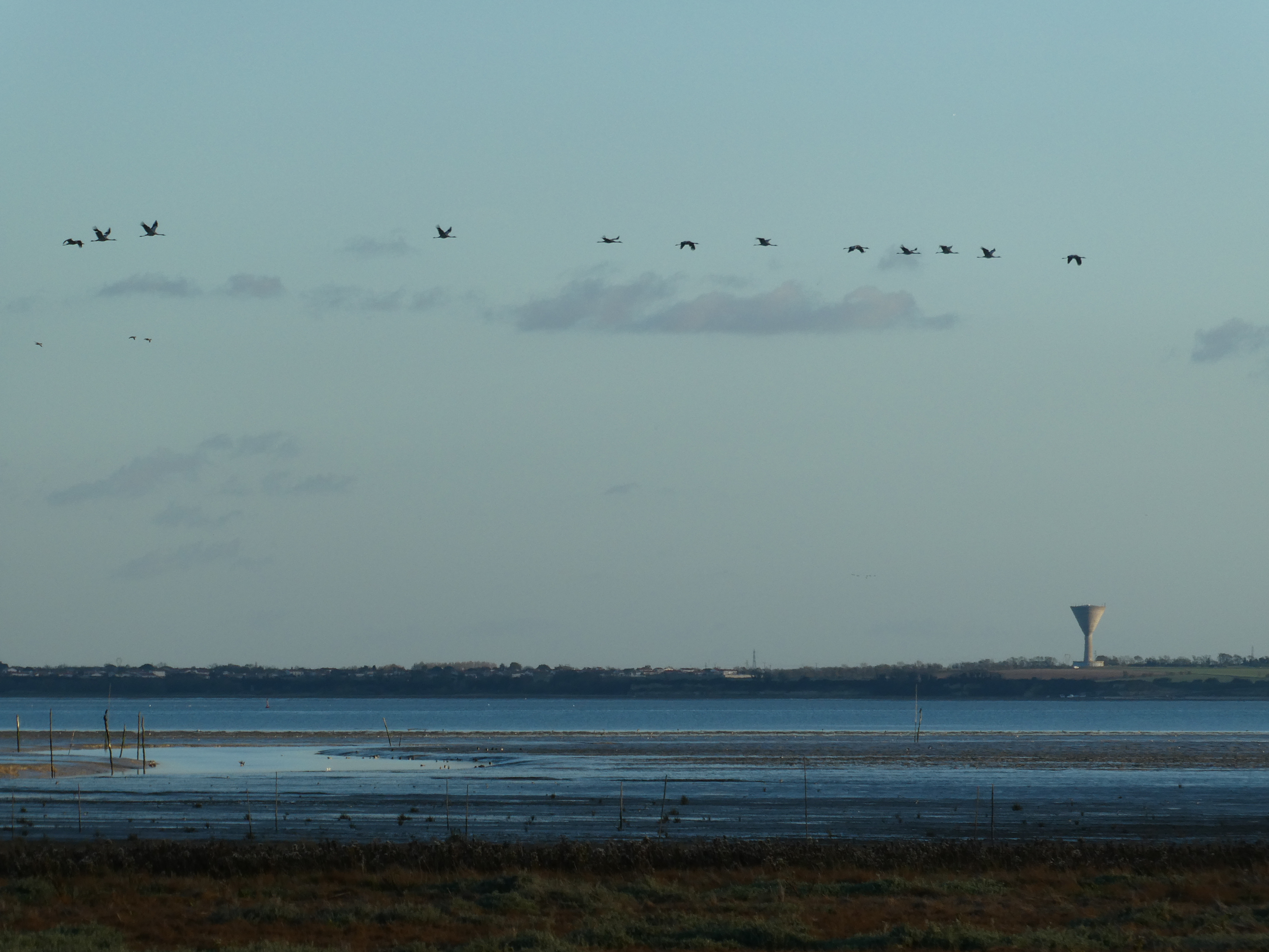 Vue depuis l'observatoire avec vol de grues